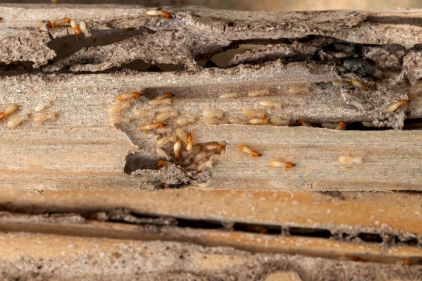 Best Emergency Pest Control  in Robesonia, PA