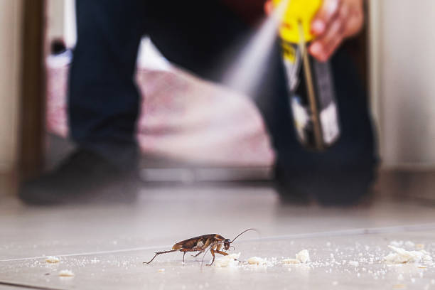 Wasp Removal Services in Robesonia, PA
